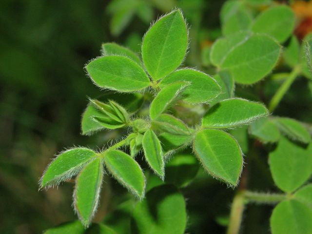 Cytisus hirsutus / Citiso peloso